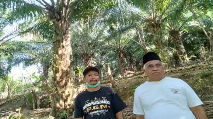 TBS Dihargai Murah, Kebun Dibiarkan Terbengkalai