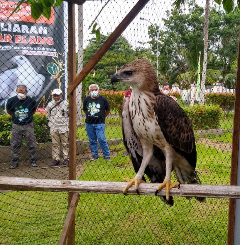 BBKSDA Riau Lepasliarkan Sejumlah Satwa Dilindungi di Inhil