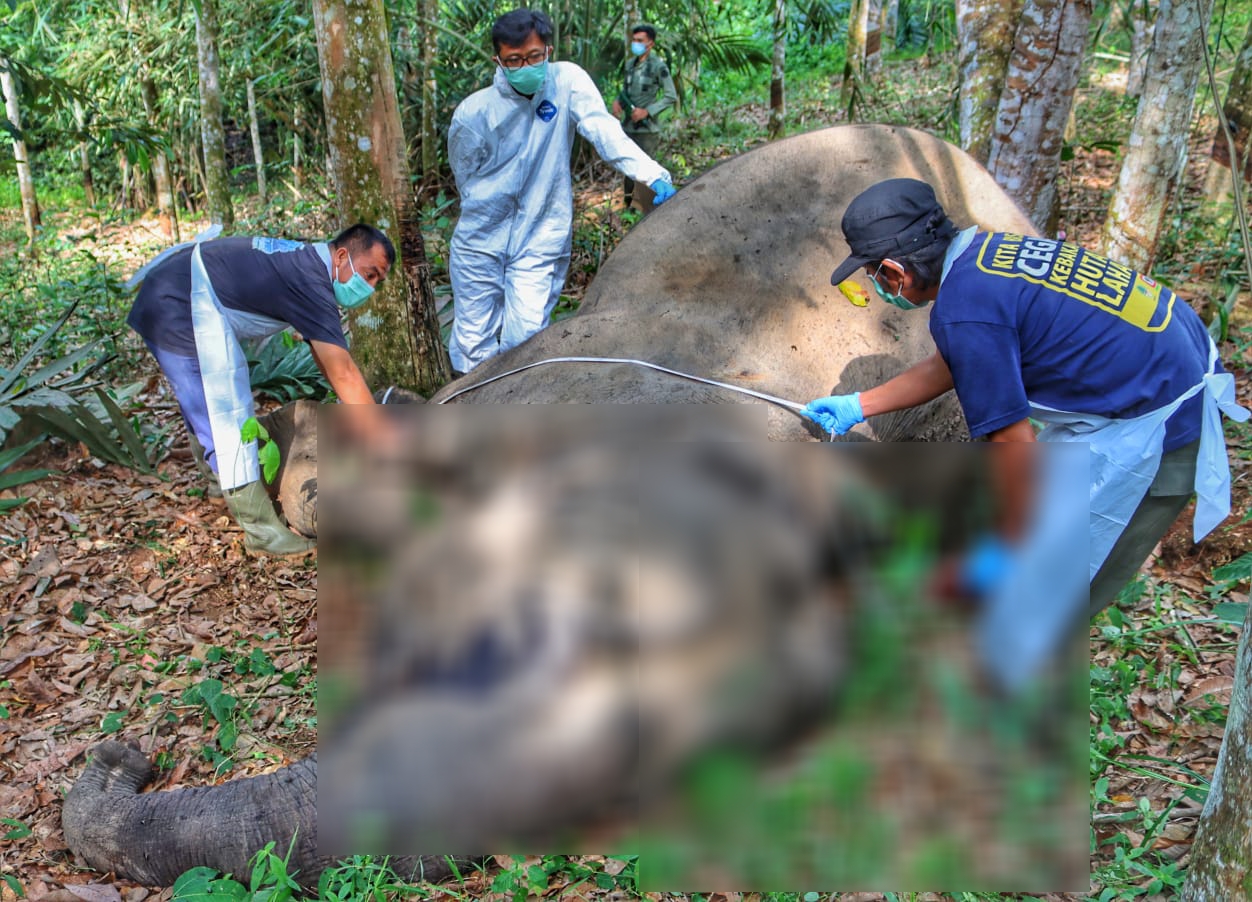 Gajah Betina Berusia 45 Tahun Ditemukan Mati di Pelalawan