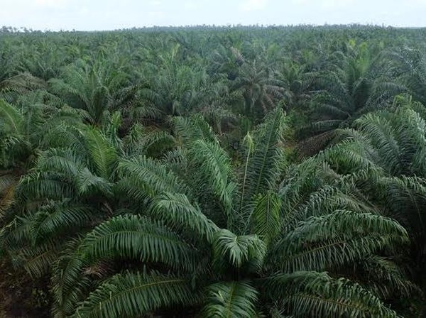 1,8 Juta Hektar Kebun Sawit Disebut Tak Berizin