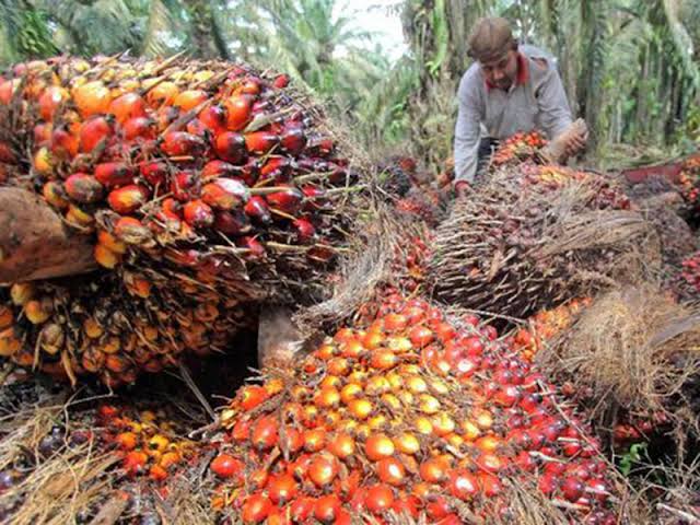 Harga Sawit di Riau Turun Lagi, Kini Tinggal Rp2.054