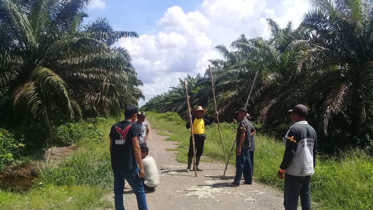 Bagi Hasil Plasma Tidak Jelas, Petani Ambil Alih Lahan Sawit