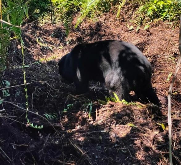 Beruang Madu di Riau Terjerat selama 24 Jam Dibebaskan BBKSDA