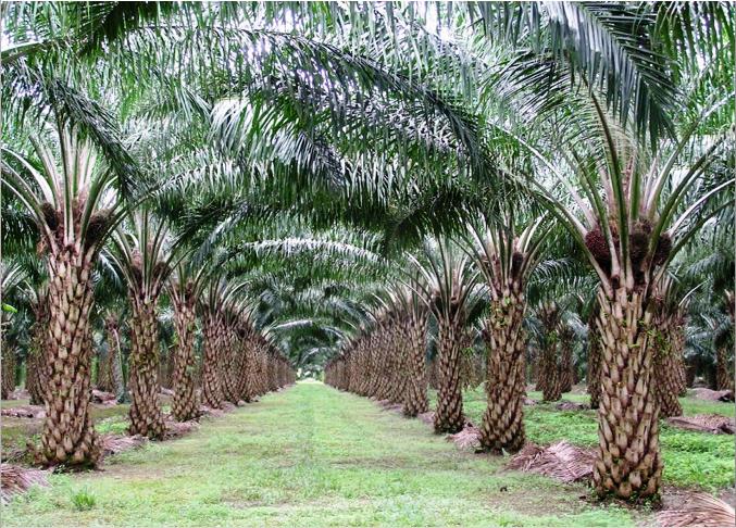 Yang Lain Terdampak, Industri Sawit Kebal Corona