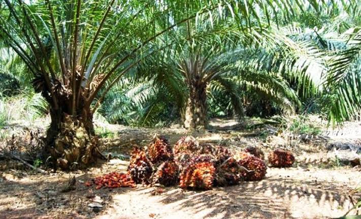 Harga Sawit di Riau Meroket, Kini Jadi Rp2.267 Per Kilo