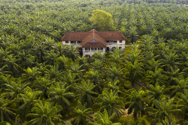 Petani Sawit, Petani Paling Sejahtera di Daerah ini