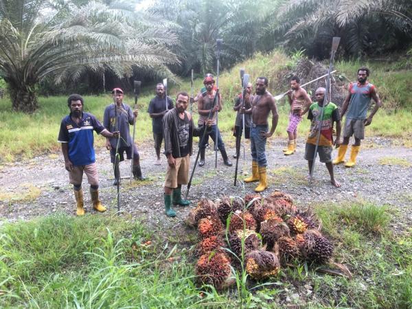 Kekurangan Tenaga Kerja, Industri Sawit Terancam Hancur