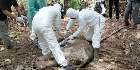 Gajah Sumatera Mati Tanpa Kepala, Diduga Dibunuh Pemburu Gading