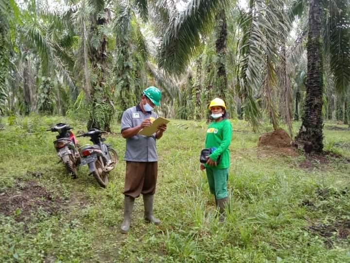 Petani Rohul Ikut Sertifikasi RSPO Demi Pasar Global