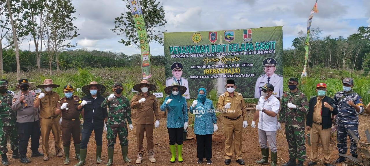 Ditandai Tanam Perdana, Replanting Sawit Dimulai