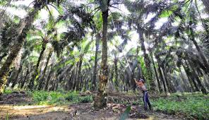 Banyak Potongan, Petani Sawit Merasa Dirampok PKS