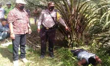 Dipatuk Ular, Penggembala Sapi Tewas di Kebun Sawit