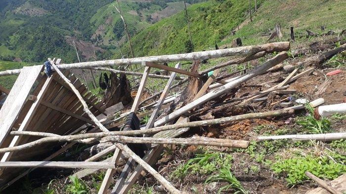 Kebun Dimasuki Gajah, Puluhan Batang Sawit Tumbang