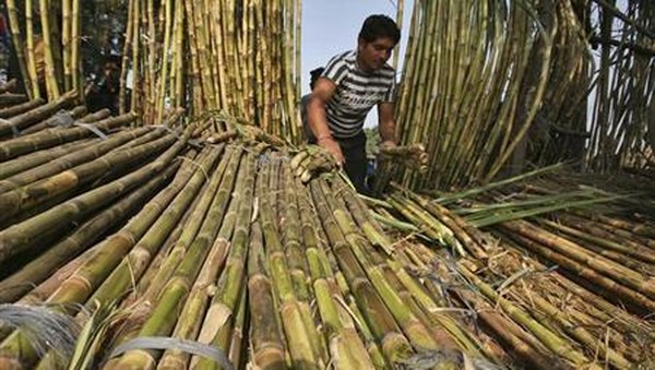 Pelanggaran Pabrik Gula Lamongan Berulang, Petani Surati Menperin