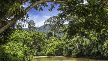 Alasan Hutan Sumatera Masuk 