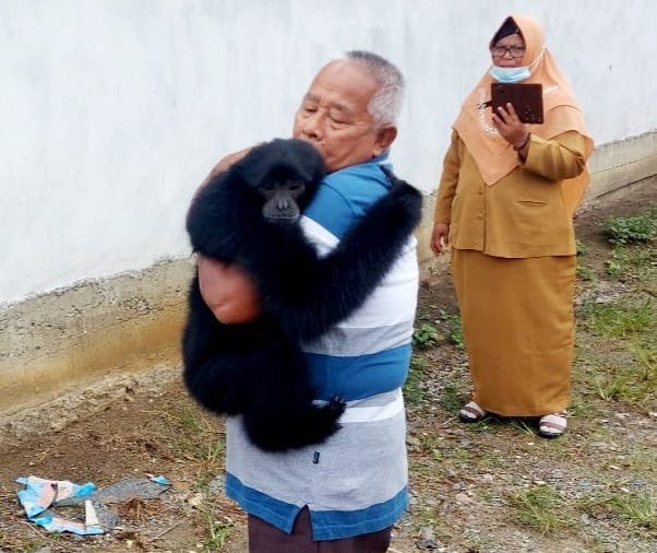 Kisah Pasutri Rawat Siamang Selama 6 Tahun di Rohul