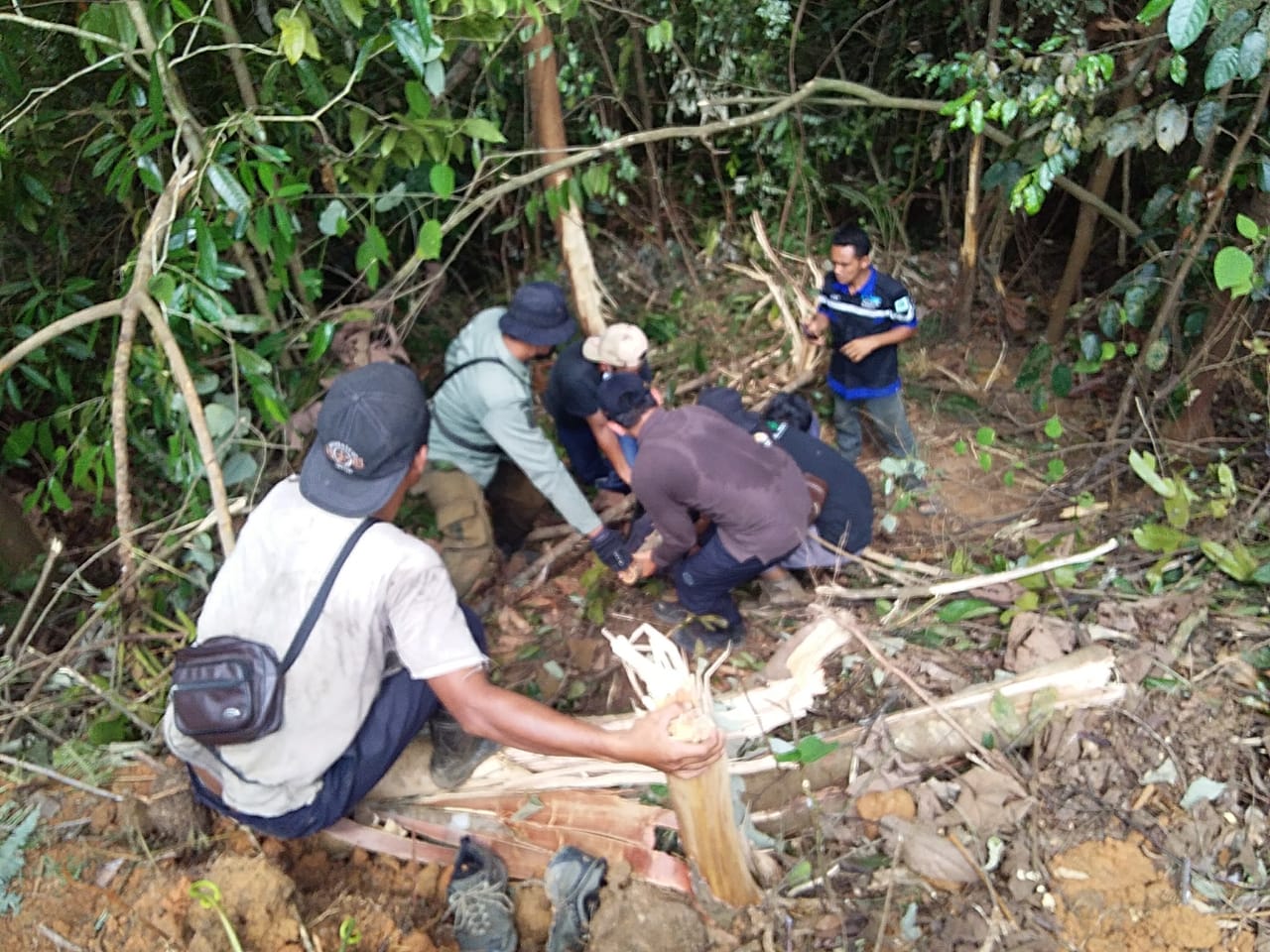 BBKSDA Riau Lepasliarkan Beruang Madu