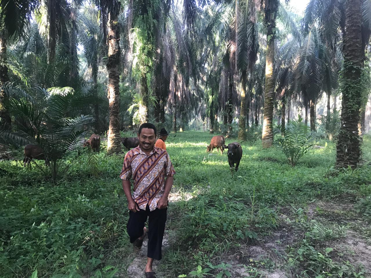 Ternak Sapi, Petani Sawit di Siak Untung