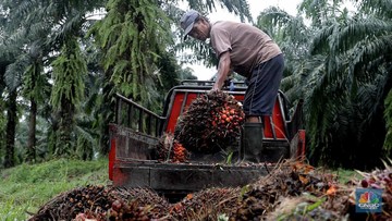 Harga CPO Stagnan Hari Ini, Adakah Peluang Bangkit?