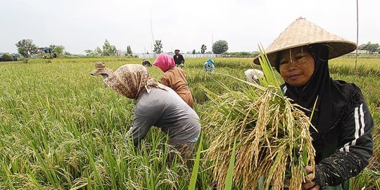 Petani Diminta Tingkatkan Kemampuan Pengolahan Pasca Panen