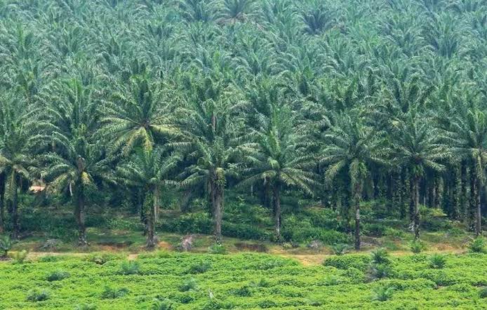 Pemkab Siak Surati Mentan, Minta Lahan WSSI Dikembalikan ke Negara