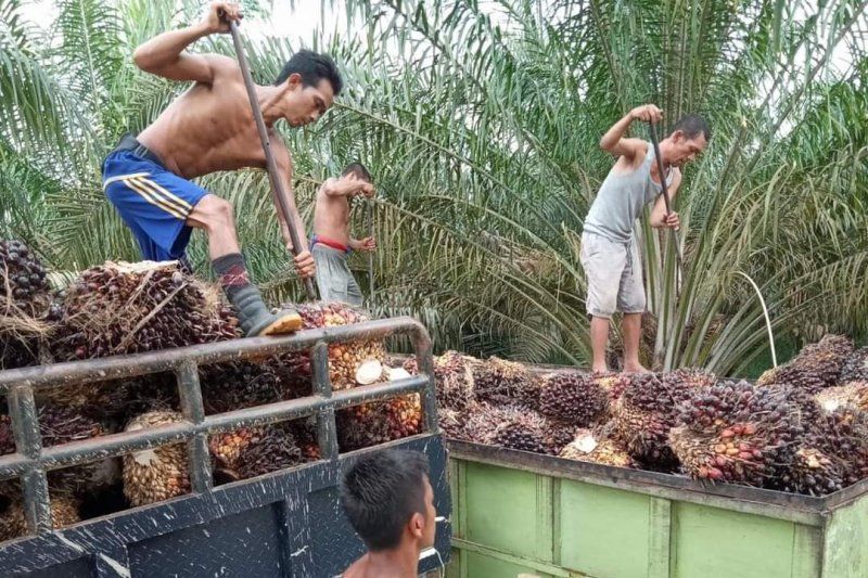 Yang Lain Naik, Di Daerah ini Harga TBS Malah Turun