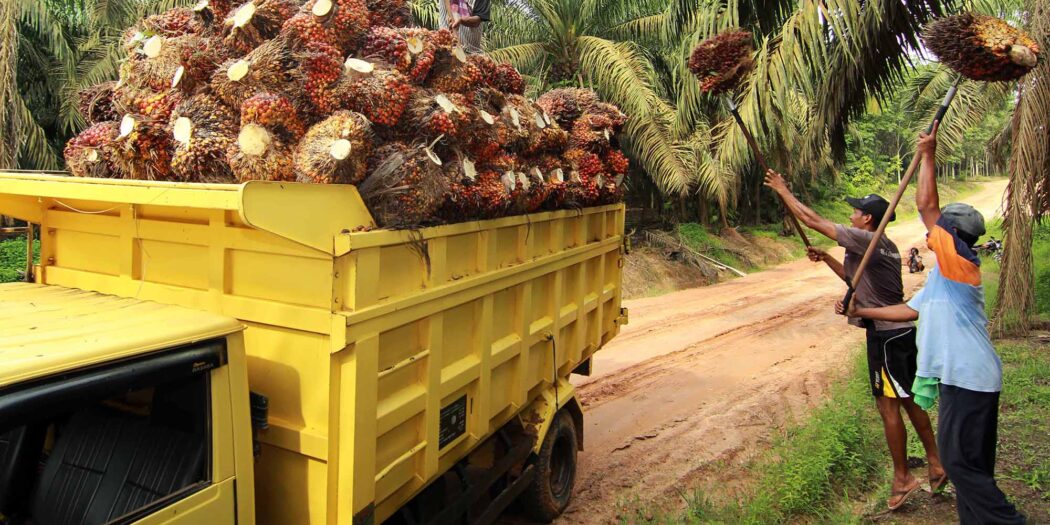 Harga TBS di Daerah ini Bertahan di Atas Rp 2.000/Kg