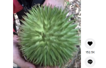 Viral Buah Teretung Mirip Durian, Ini Penjelasan LIPI