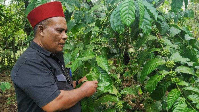 Partisipasi di Ekspor Kemerdekaan, Aceh Kirim Kopi ke AS