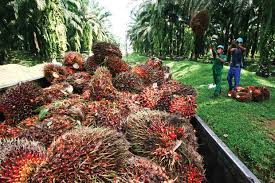 Harga TBS di Sumut Turun, Tapi Cuma Rp 1/kg