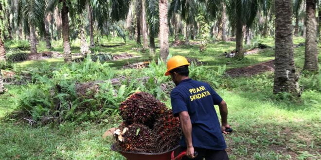 Meski Cuma Rp 1.500/Kg, Petani Syukuri Harga TBS