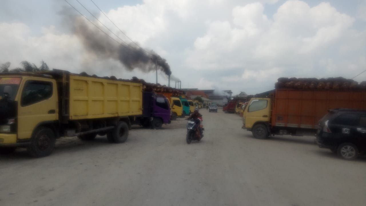 TKWL Bikin Petani Sawit Menjerit, Ini Buktinya