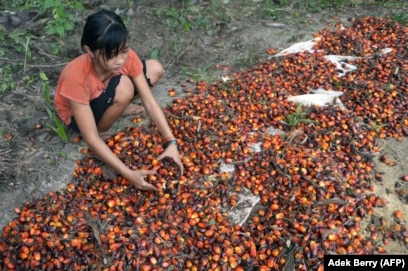 Petani Swadaya Cari Akal Siasati Rendahnya Harga TBS