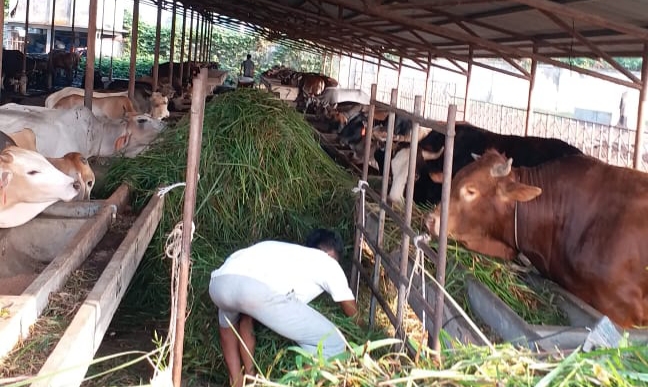 Meningkat, Ini Jumlah Populasi Hewan Ternak di Riau