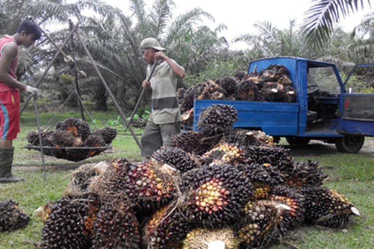 Harga TBS Sawit di Jambi Turun Tipis