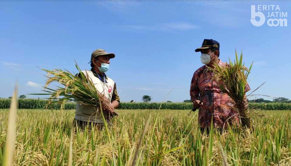 Pupuk Langka, Petani Beralih ke Sistem Organik