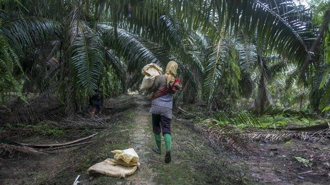 Bupati Aceh Tamiang Ajak Masyarakat Sukseskan Progam PSR