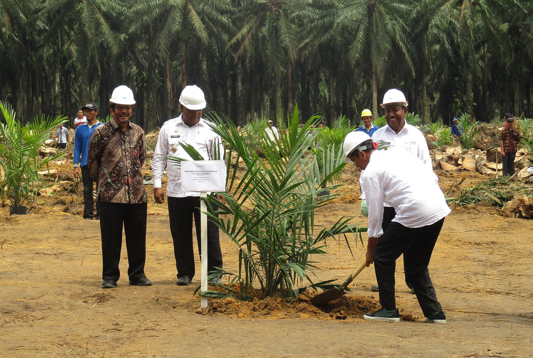 Menunggu Peremajaan 1.300 Hektare Kebun Sawit di Siak