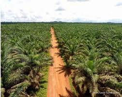 Desa Didorong Miliki Kebun Sawit