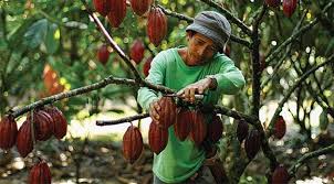 Kegiatan Pengembangan Kebun Kakao Terus Menyusut