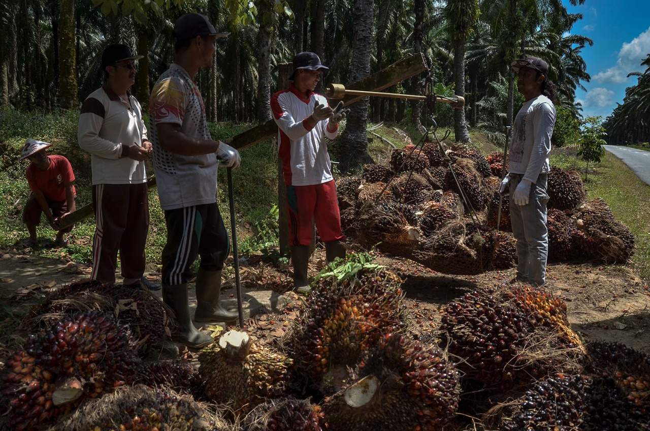 Harga Sawit di Riau Ngegas Santai, Lumayan Rp2.749 Per Kilo