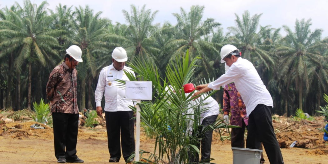 SPPBKS, Tingkatkan Mutu dan Peredaran Benih Kelapa Sawit