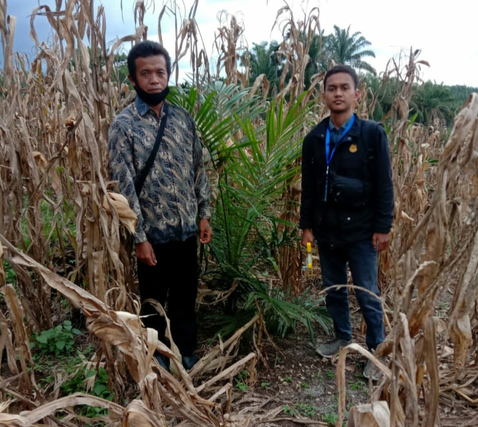 Peserta PSR Panen Jagung di Kebun Sawit