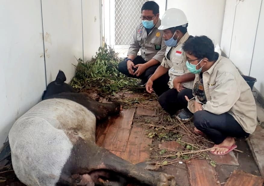 Seekor Tapir Terjerat di Riau, Kakinya Putus