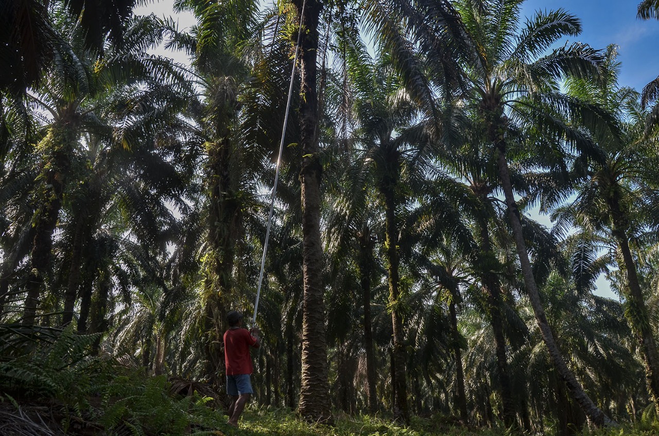 Penyuluh Perkebunan Sawit di Riau Hanya 7 Orang