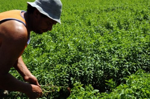 Perkebunan Stevia di Minahasa Tembus Pasar Korsel