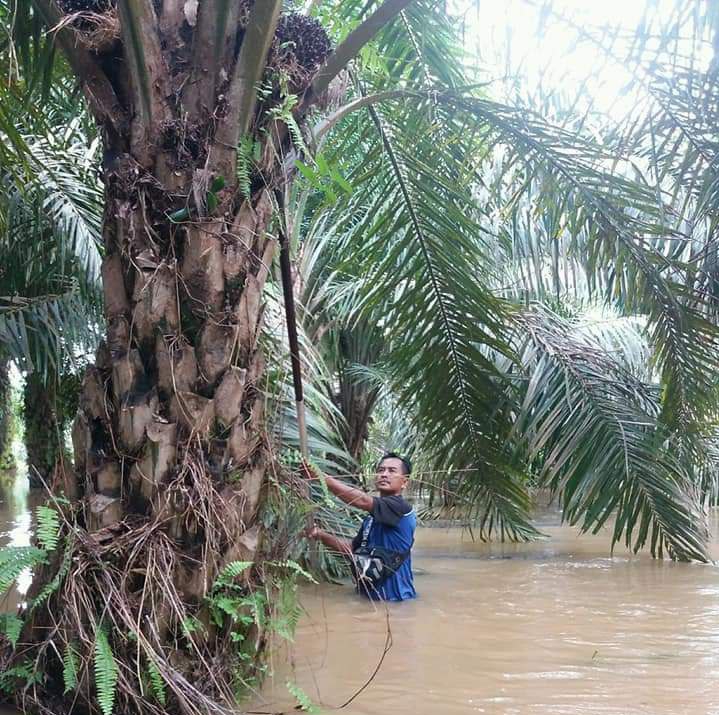 Warga Inhu, Terpaksa Panen Sawit di Tengah Banjir