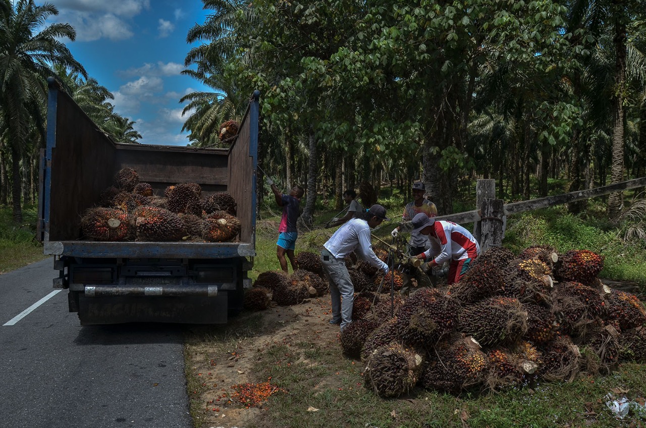 Petani Mewah, Harga Sawit Riau Jadi Rp2.804