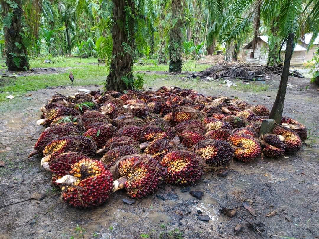 Cuma Tiga Provinsi yang Rombak Harga TBS Sebulan 4 Kali