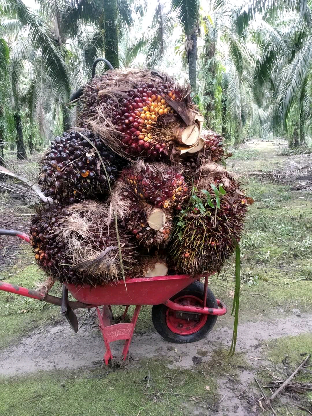 Harga Naik Saat Sawit Sedang Trek, Petani Merasa Terbantu